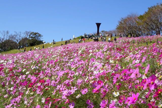 秋桜が咲いている丘