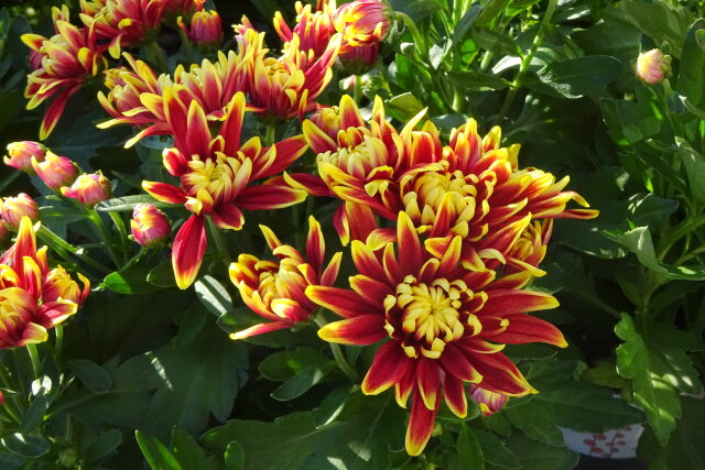 秋の深まり 菊の花