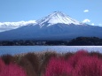 コキアと富士山