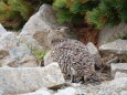 小蓮華山の雌雷鳥3