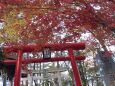 秋の萬蔵稲荷神社①