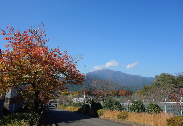 秋景色の丹沢大山