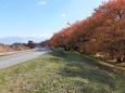 秋の紅葉ロード