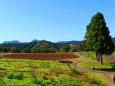 秋の青山リゾート