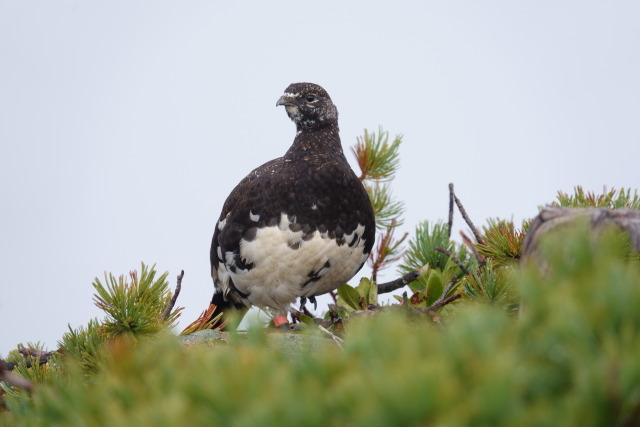 仙丈ヶ岳の雄雷鳥
