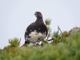 仙丈ヶ岳の雄雷鳥