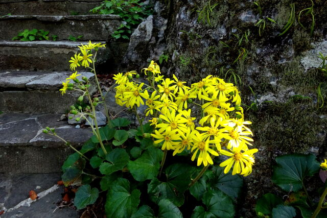 石段に咲いているツワブキの花