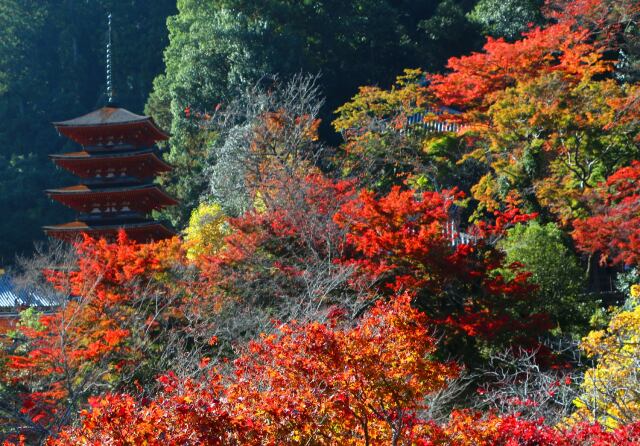 秋の奈良長谷寺