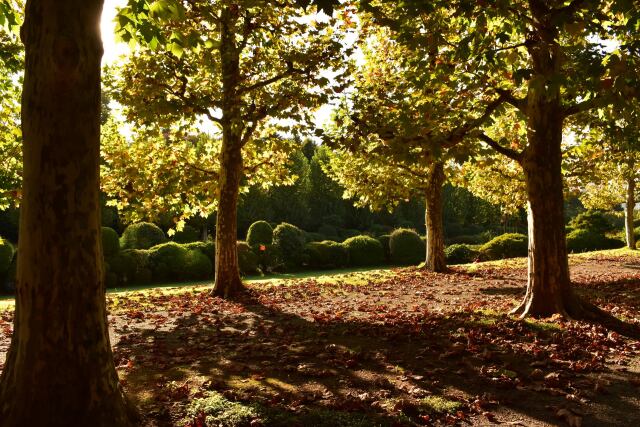 プラタナス並木