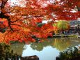 秋の円山公園
