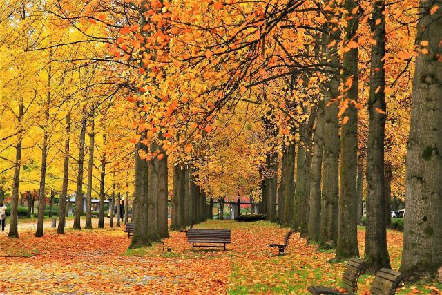 秋の公園