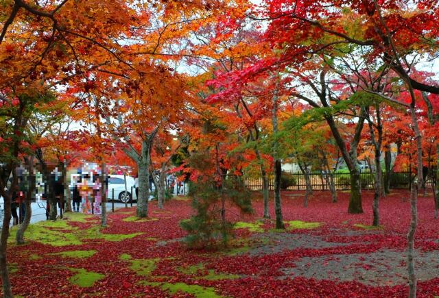 秋の天龍寺