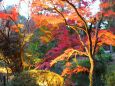 秋の京都府立植物園