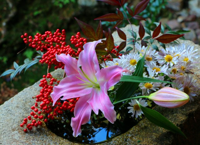 興聖寺の花