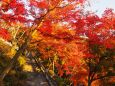 秋の清水寺