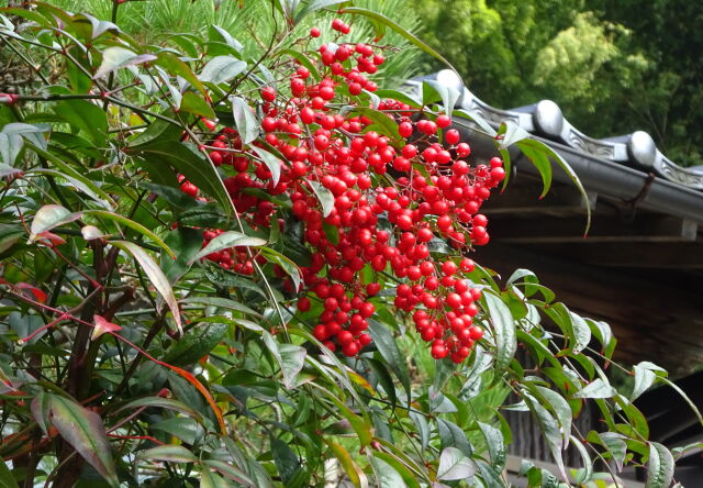 初冬の赤い実 軒先のナンテン