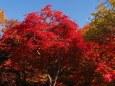 長野の紅葉