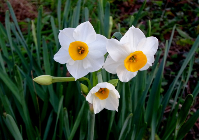 水仙の花が咲いていました