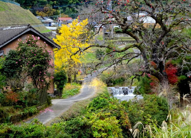 山茶花とイチョウ散る田舎道