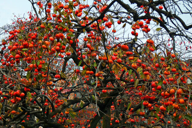 鈴なりの柿の実