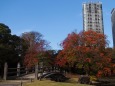 秋の浜離宮恩賜庭園