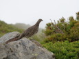 蝶ヶ岳のママ雷鳥3