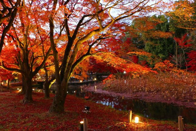 紅葉ライトアップ