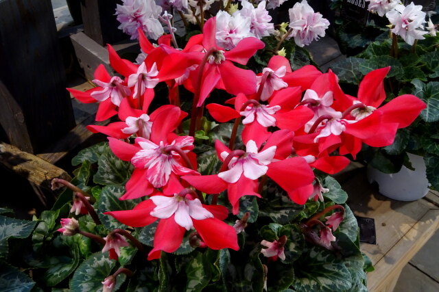 鮮やか冬のシクラメン