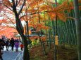 初冬の京都竹林