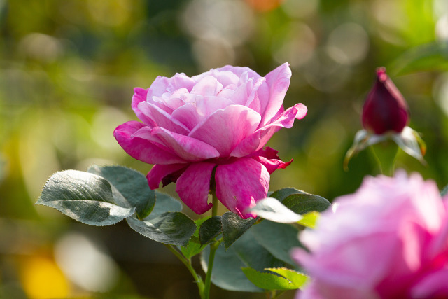 ブルーパーフューム