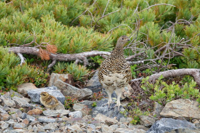 蝶ヶ岳のママ雷鳥8