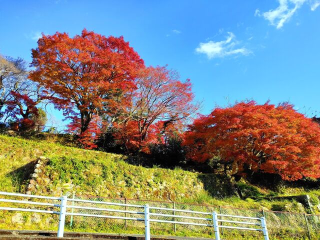 東紀州の遅い紅葉