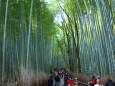 冬の京都竹林