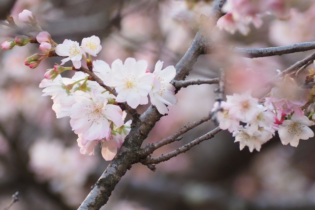 十月桜