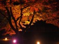 秋の夜の二条城
