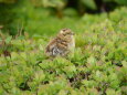 蝶ヶ岳のチビ雷鳥13