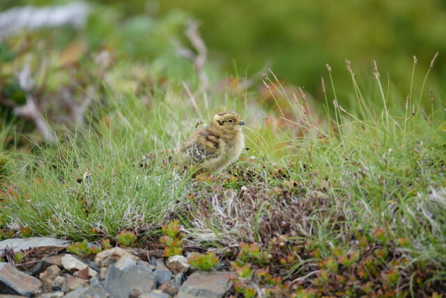 蝶ヶ岳のチビ雷鳥15