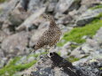 蝶ヶ岳のママ雷鳥13