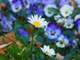 浮間公園の花壇