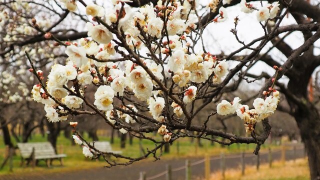 府中の梅