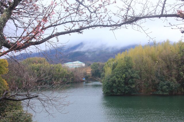 寒桜が咲く湖畔
