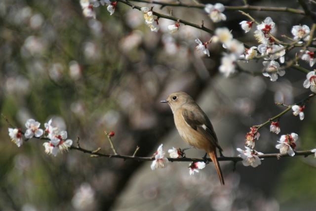 ジョウビタキ♀