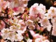 熱海梅園のあたみ桜