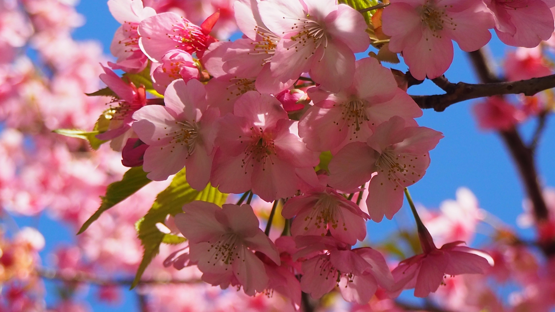 花 植物 三浦海岸の河津桜 壁紙19x1080 壁紙館