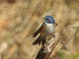 幸せの青い鳥