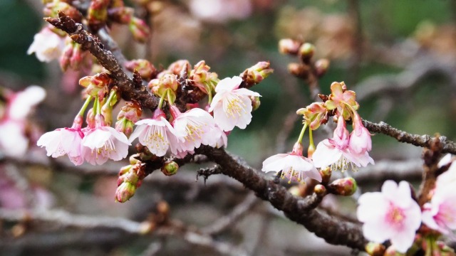 糸川遊歩道のあたみ桜