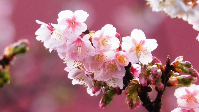 糸川遊歩道のあたみ桜