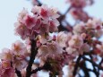 糸川遊歩道のあたみ桜