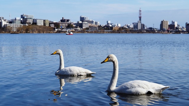 千波湖の白鳥