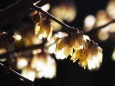 上野東照宮ぼたん苑の蝋梅